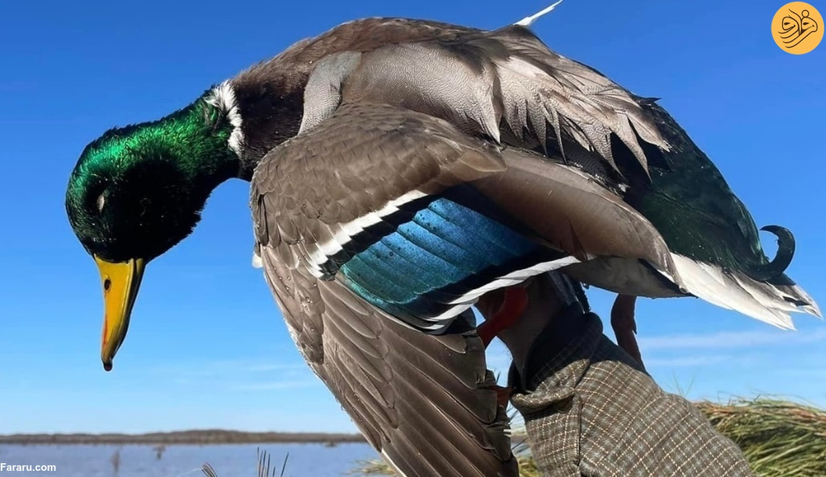 مسابقه شکار یک اردک فاجعه‌بار شد