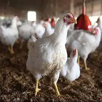 مدیرعامل اتحادیه مرغداران گوشتی: وضعیت عرضه مرغ بهتر می‌شود