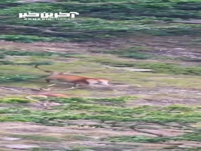 مرال‌های باشکوه جنگل‌های هیرکانی