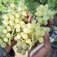 برداشت ۱۶ هزار تن انگور از تاکستان‌های مروست یزد