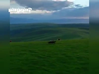 مناظر زیبا از دویدن اسب ها در طبیعت