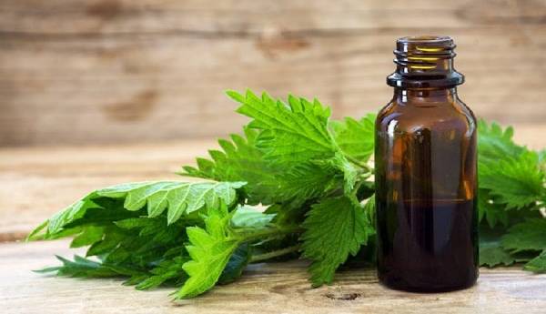 گیاهی که سرشار از منیزیم، آهن، کلسیم است و بدن را سم زدایی می کند