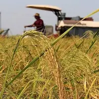 برداشت برنج در ۸۰ درصد از شالیزار‌های گیلان