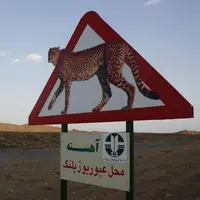 ایجاد گذرگاه امن برای یوزپلنگ ایرانی 