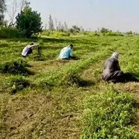 سالیانه ۱۴ هزار تن حنا در سیستان‌ و بلوچستان تولید می‌شود