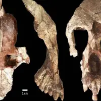اجداد انسان در اروپا تکامل یافته‌اند نه آفریقا