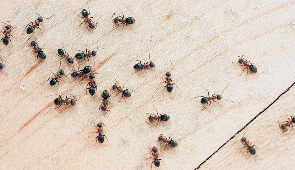 راهکارهای خانگی برای دفع مورچه