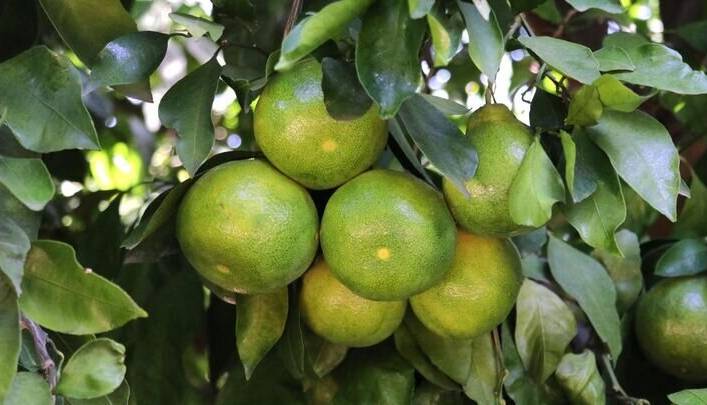 هشدار مهم؛ این نارنگی‌ها را اصلا نخرید