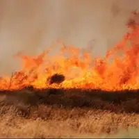 نابودی ۳۳۴ هکتار از عرصه‌های محیط‌زیست کرمانشاه بر اثر آتش‌سوزی