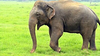 حمله فیل به یک جنگل‌بان در هند