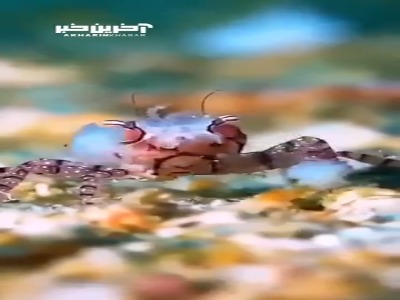 «لیبیا تسلاتایک» خرچنگ بوکسور در دریا