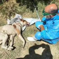 حمله سگ ولگرد به اعضای یک خانواده در روستای ماهنیان رزن