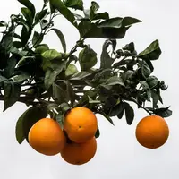 12 خاصیت بی نظیر جوشانده برگ پرتقال