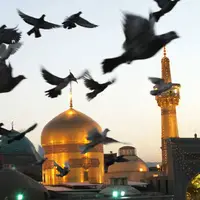 مداحی «امام رضا، قربون کبوترات» با نوای نریمانی