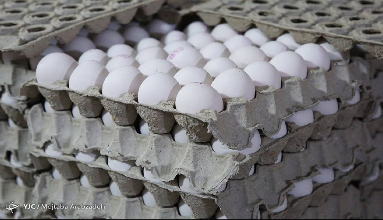 عرضه تخم مرغ کمتر از نرخ مصوب