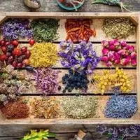 آیا مصرف گیاهان دارویی باعث بروز کبد چرب می‌شود؟