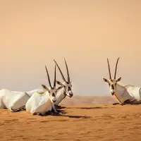 ثبت نخستین میراث طبیعی عربستان در یونسکو