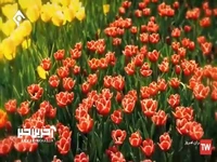 نماهنگ «عجب حالیه» با خوانندگی مهدی یغمایی