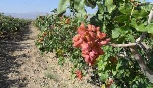 برداشت ۳ هزار و ۴۰۰ تن پسته از باغات جوین