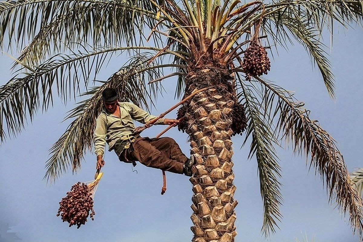 نبود صنایع بستهبندی و فرآوری، مشکل اصلی نخلکاران خراسان جنوبی