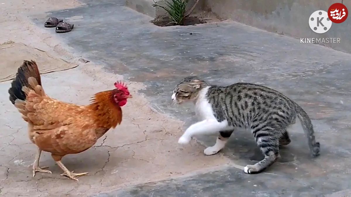 کتک خوردنِ گربه از خروس!