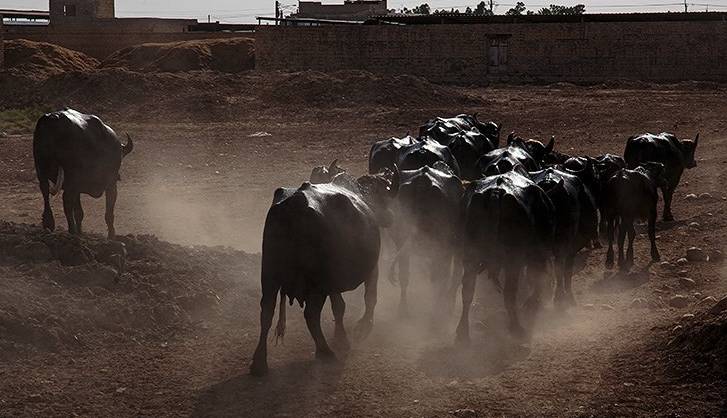 مهار ۲۵ رأس احشام سنگین قاچاق در مرزهای بلوچستان