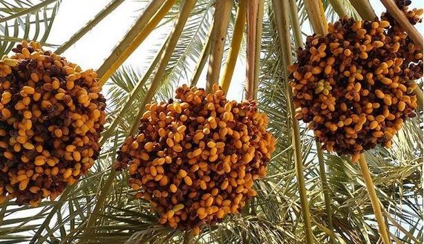 صادرات ۳۰ هزار تن خرمای بوشهری به خارج از کشور