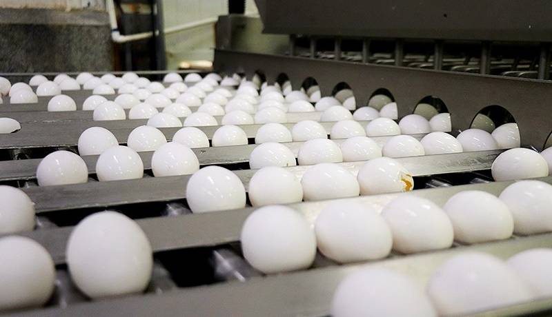 درخواست اتحادیه مرغداران برای افزایش ۱۰ هزار تومانی قیمت تخم مرغ از دولت