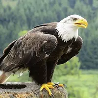 تکنیک وحشیانه عقاب برای سیر کردن جوجه ها
