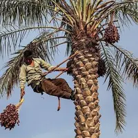 نبود صنایع بسته‌بندی و فرآوری، مشکل اصلی نخل‌کاران خراسان جنوبی