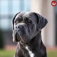 قلدر بازی خنده دار بُزهای چموش برای قوی ترین نژاد سگ جهان!