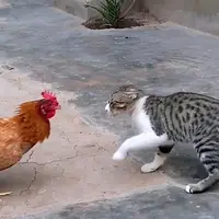 کتک خوردنِ گربه از خروس!