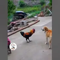 دعوای بامزه خروس قُلدر با سگ
