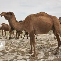 تولید سالانه ۶۰ تن گوشت شتر در شهرستان مرند