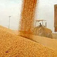 افزایش ۱۰۵ درصدی خرید گندم در استان زنجان