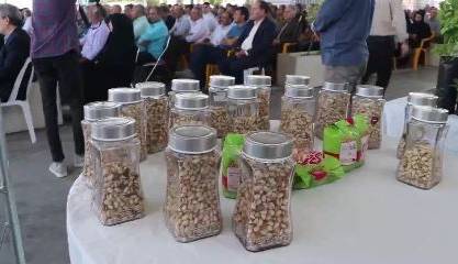 برگزاری جشنواره پسته در بوئینزهرا