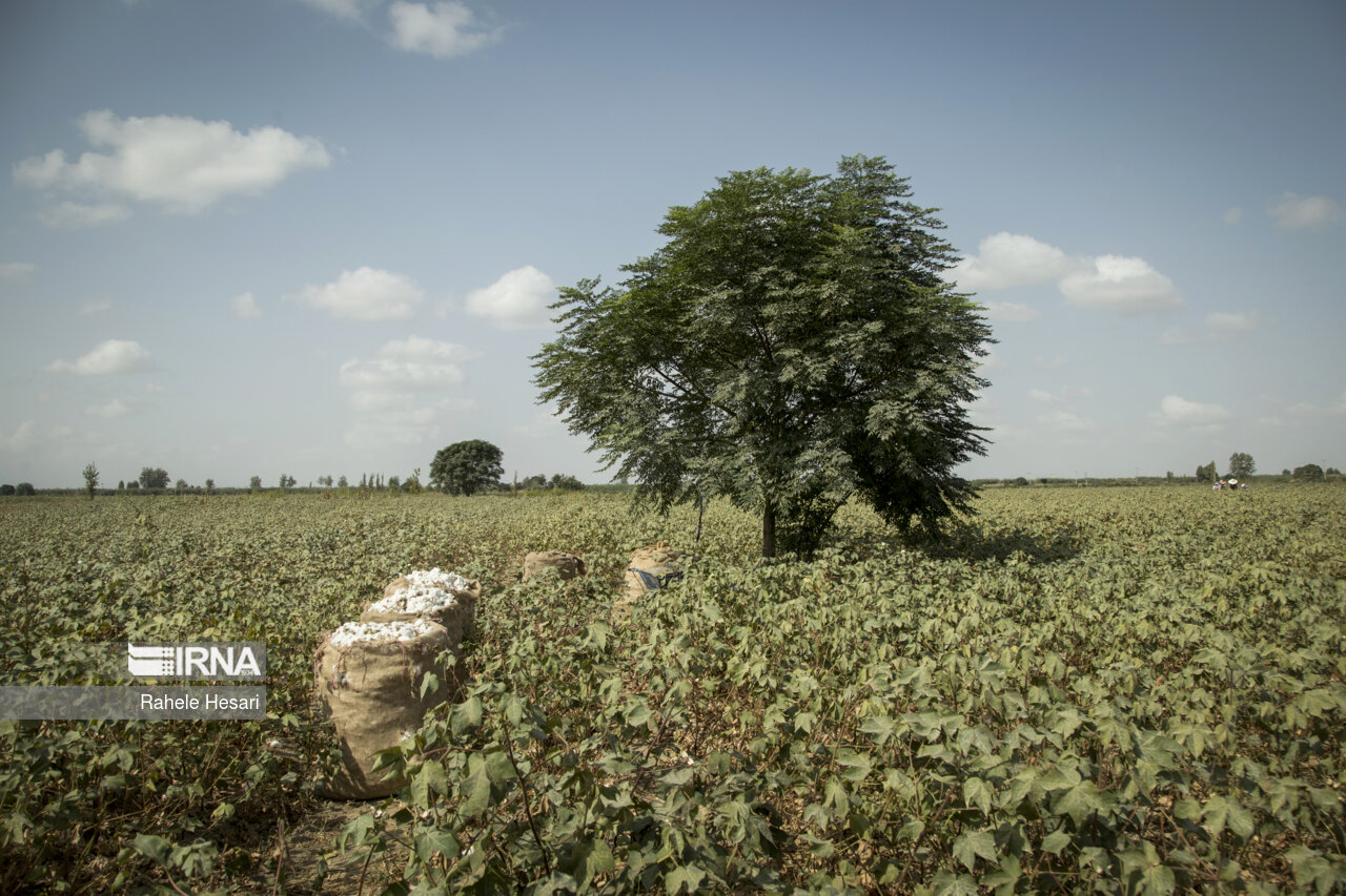 عکس/ برداشت پنبه در سرزمین طلای سفید
