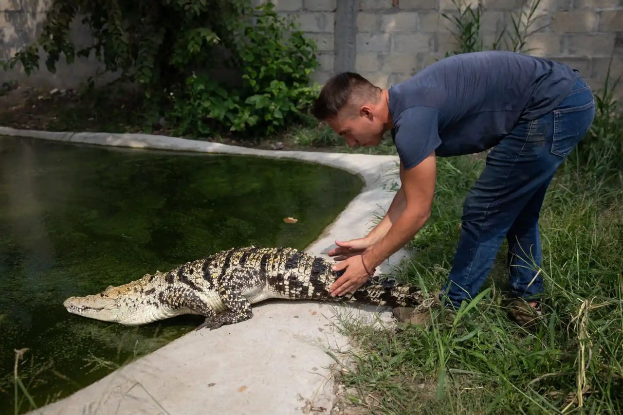 پرورش تمساح در مکزیک