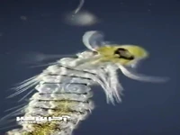 دنیای عجیب جانوران میکروسکوپی
