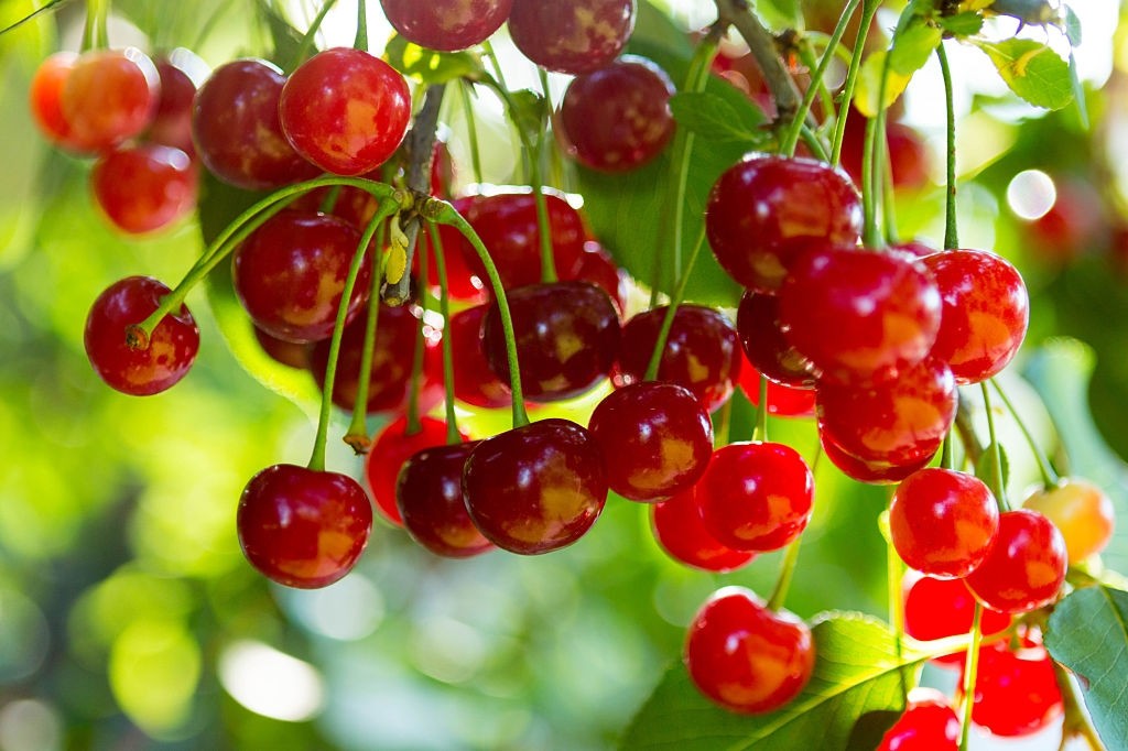 ضرب المثل/ چشم‌هایش آلبالو گیلاس می‌چیند