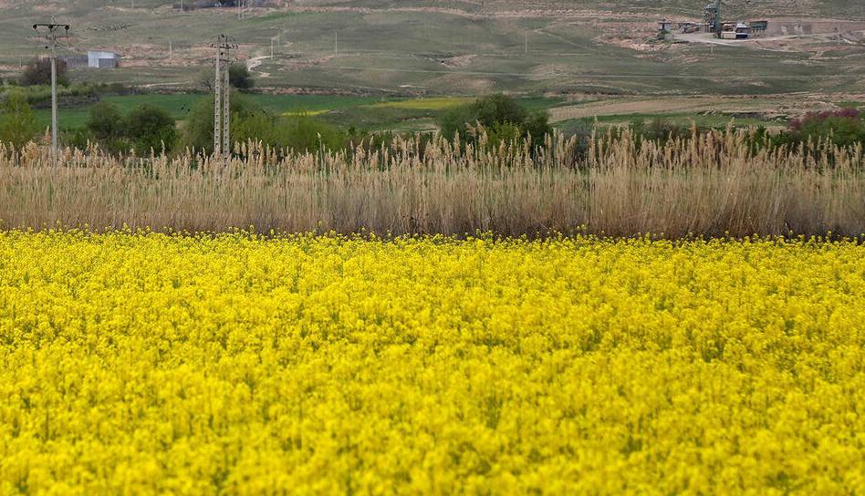 افزایش ۳ برابری سطح زیرکشت کلزا در همدان