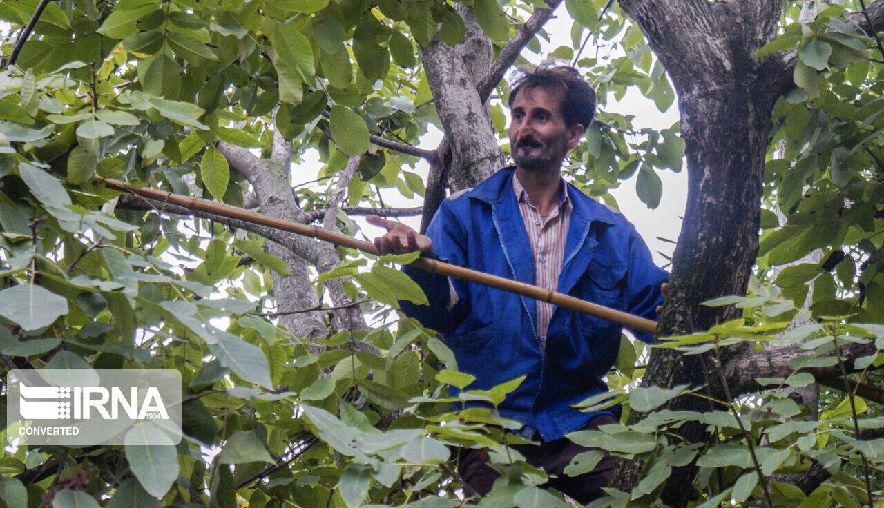 گردوچینی باز هم قربانی گرفت