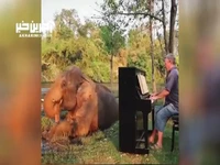 واکنش فیل ها وقتی براشون پیانو میزنن!