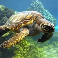 شنای جوجه لاک‌پشت پوزه عقابی در آب‌های «کیش»