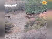 مرال‌های پارک ملی گلستان