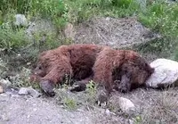 بی‌احتیاطی راننده، خرس قهوه‌ای را تلف کرد