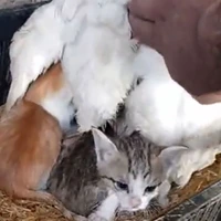 حمایت باورنکردنی یک مرغ از چند بچه گربه