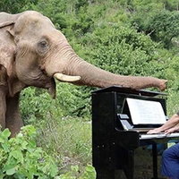 نواختن موسیقی کلاسیک برای فیل‌های نابینا
