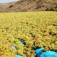 پیش‌بینی برداشت بیش از ۱۸ هزار تن انگور از تاکستان‌های میاندوآب