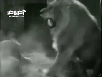 درگیری بین شیر آفریقایی مقابله ببر بنگال